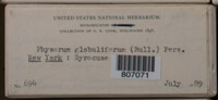 Physarum globuliferum image